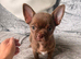 Dark chocolate female available Russian lines