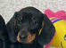 Beautiful miniature dachshund puppies