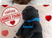 (last boy remaning) Adorable KC Registered Chow Chow Puppies For Sale