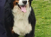 2 Lovely Bernese Girls looking for new homes