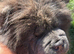 Female chow chow