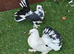 Indian fantail young pair