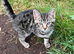 Silver tabby kittens