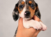 Miniature Dachshund Puppies 2 Boys