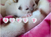 RAGDOLLS KITTENS /Reservation Open.