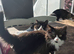 Two fluffy male kittens looking for loving homes