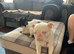 3gear old frenchie bulldog female