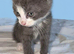 Last kitten left ready now