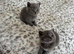 Beautiful British shorthairs