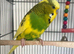 Budgie & cage