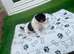 Jack Russell puppies