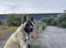 American akita for stud