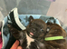 Brindle & white Kc registered Staffordshire bull terrier