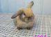 3 Baby mini lops