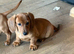 Miniature dachshunds ready now