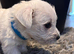Gorgeous westies looking for their forever homes