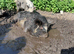 Kune kune male pig