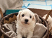 Beautiful Cavachon Puppies Looking for Their Forever Loving Homes ️