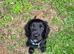 Cocker spaniel
