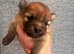 Pomeranian Puppies