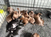 KC Registered health tested Working cocker spaniel pups