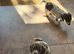 Isabella dachshunds