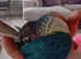 GC Conure turquoise and cinnamon