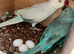 Proven breeding pair Ringneck parrots