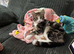 Needs rehoming asap