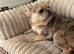 Merl French bulldog bitch