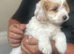 Beautiful fluffy cockapoo boy