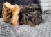 2 Guinea Pig boys