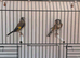 2025 goldfinch proven pair