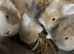Rabbits for sale lion head