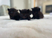 I have ragdoll cross maincoon kittens