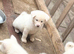 Japanese Akita Inu Puppies