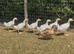 Embden goslings for sale