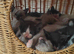 Russian blue x ragdoll kittens