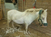 Shetland/Dartmoor 10.3hh Gelding