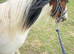 Filly cob