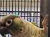 Pair of Conures
