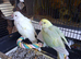 Hand reared indian ringneck