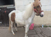 12 hh pony looking for a loving home