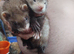 Ferret kits available now