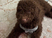 Toy Cavapoo