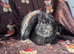 Mini lop