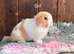 Stunning Mini Lops- Ready to Leave Now