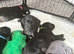 KC Registered Labrador Puppies