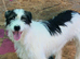 STELLA – A LITTLE SOUL LEARNING TO TRUST