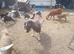 Goat kids for sale